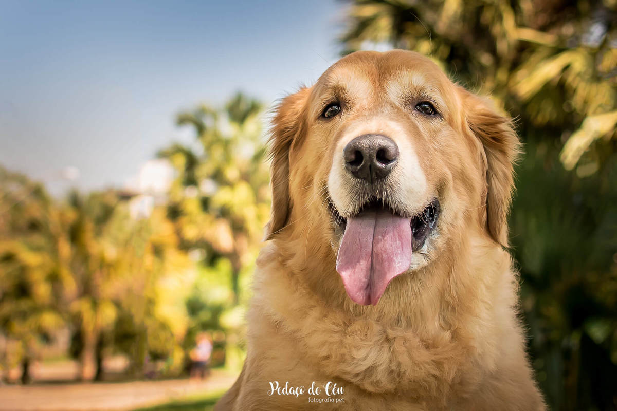 ensaio fotográfico pet golden