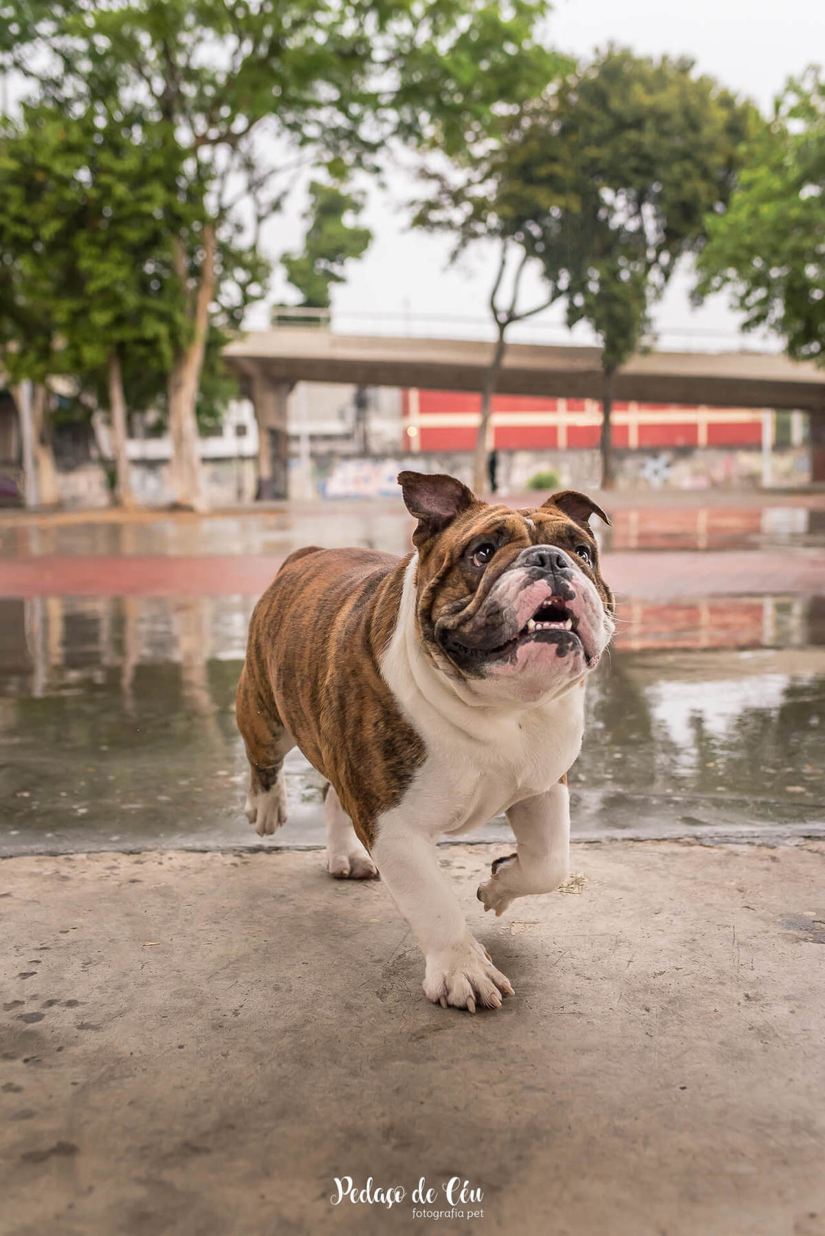 ensaio fotográfico pet bulldog