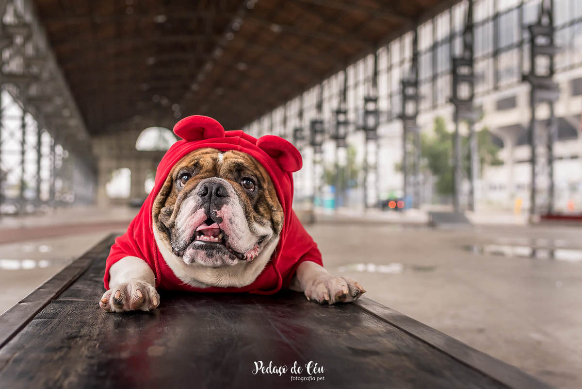 ensaio fotográfico pet bulldog