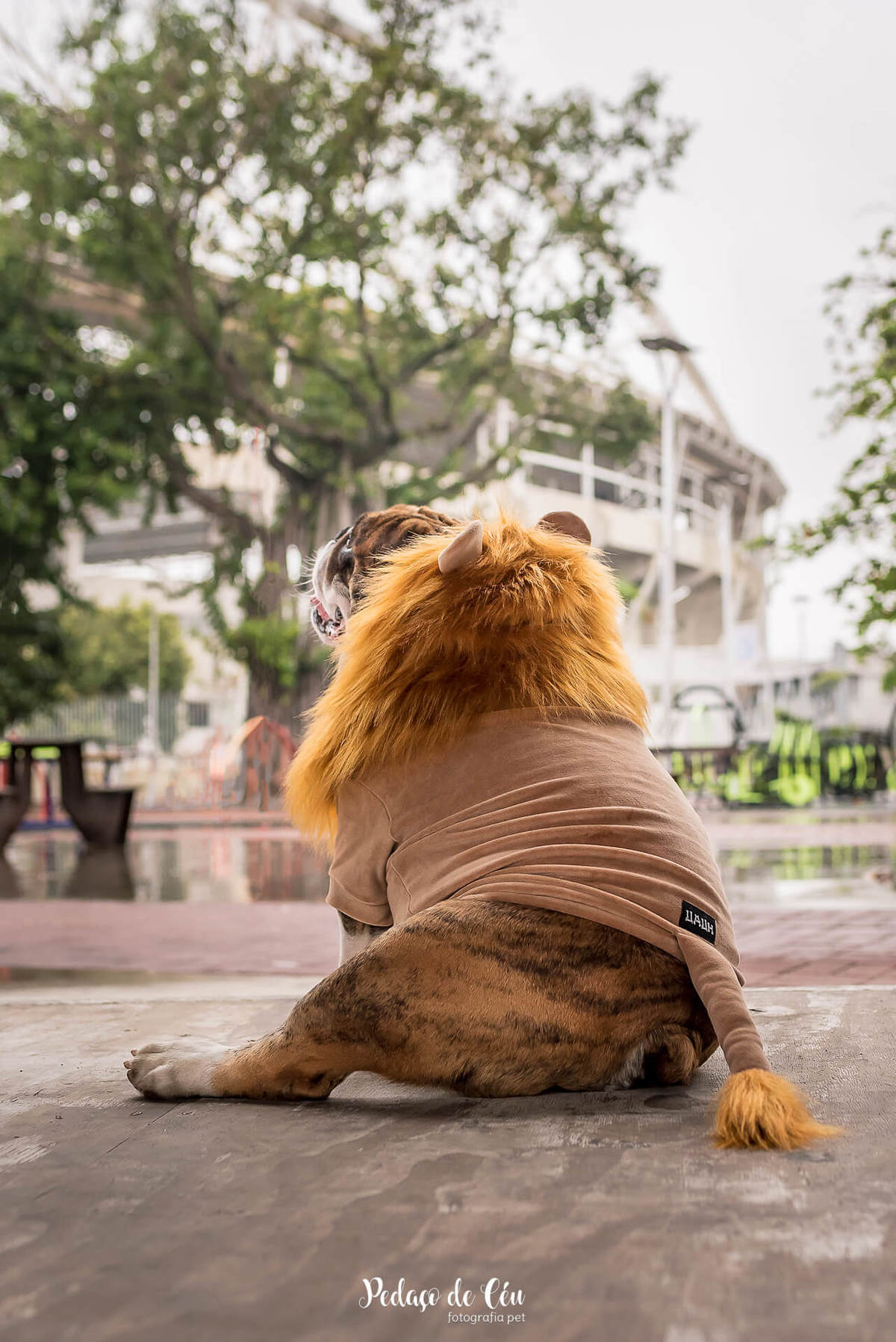 ensaio fotográfico pet bulldog
