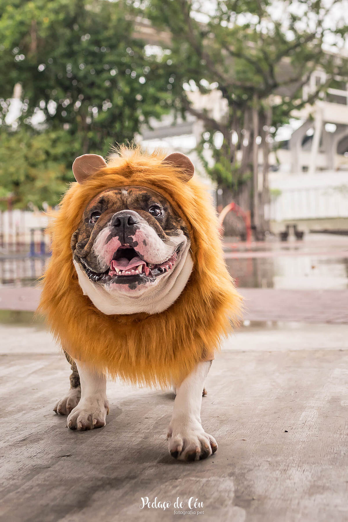 ensaio fotográfico pet bulldog