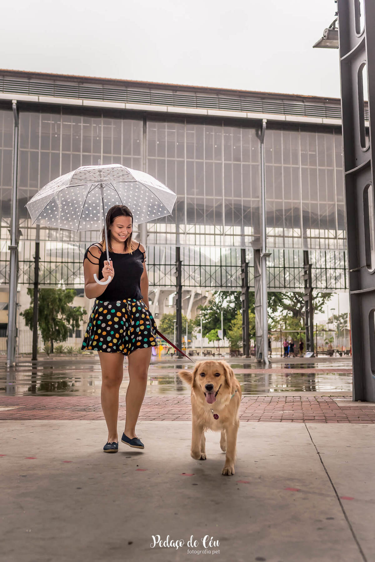 ensaio fotográfico pet golden chuva