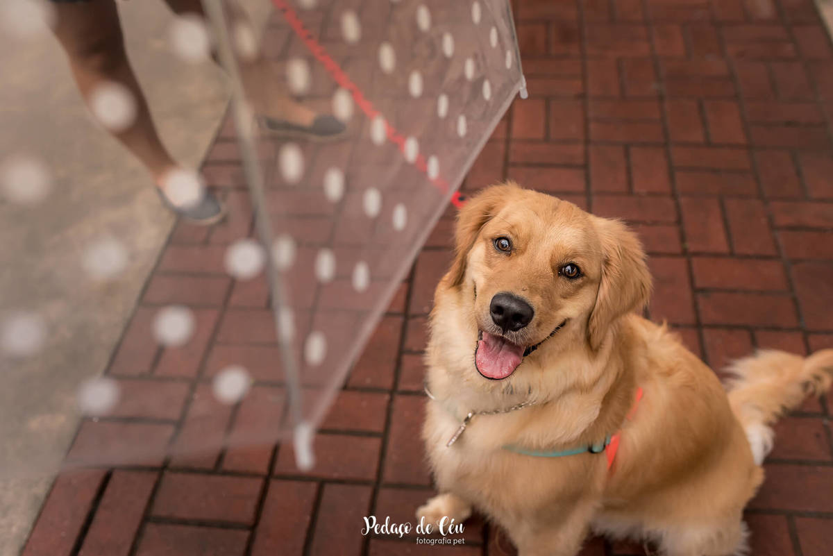 ensaio fotográfico pet golden