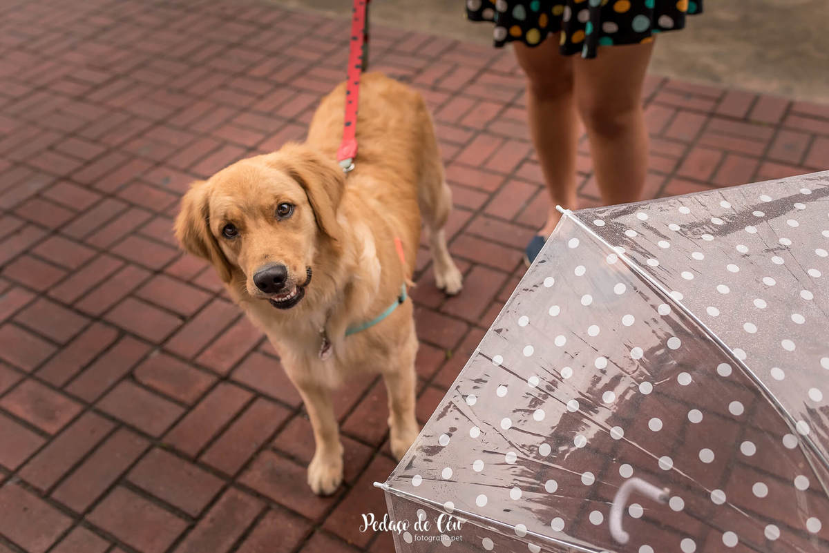 ensaio fotográfico pet golden chuva