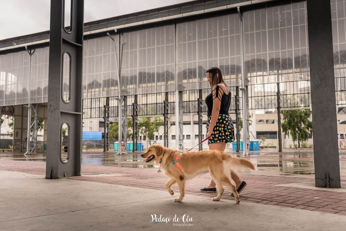 ensaio fotográfico pet golden