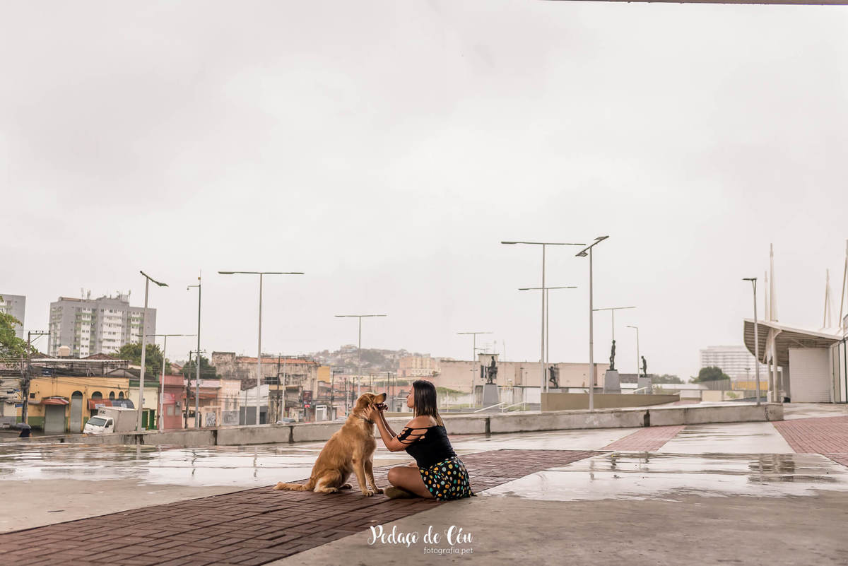 ensaio fotográfico pet golden