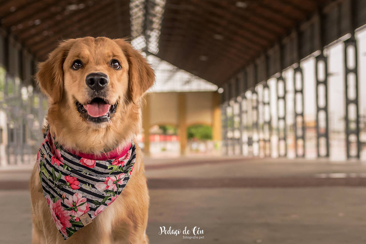 ensaio fotográfico pet golden