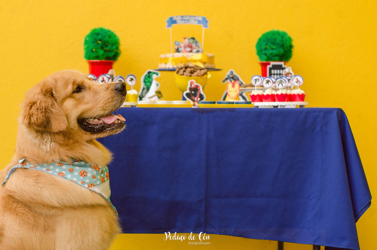 festa pet aniversário