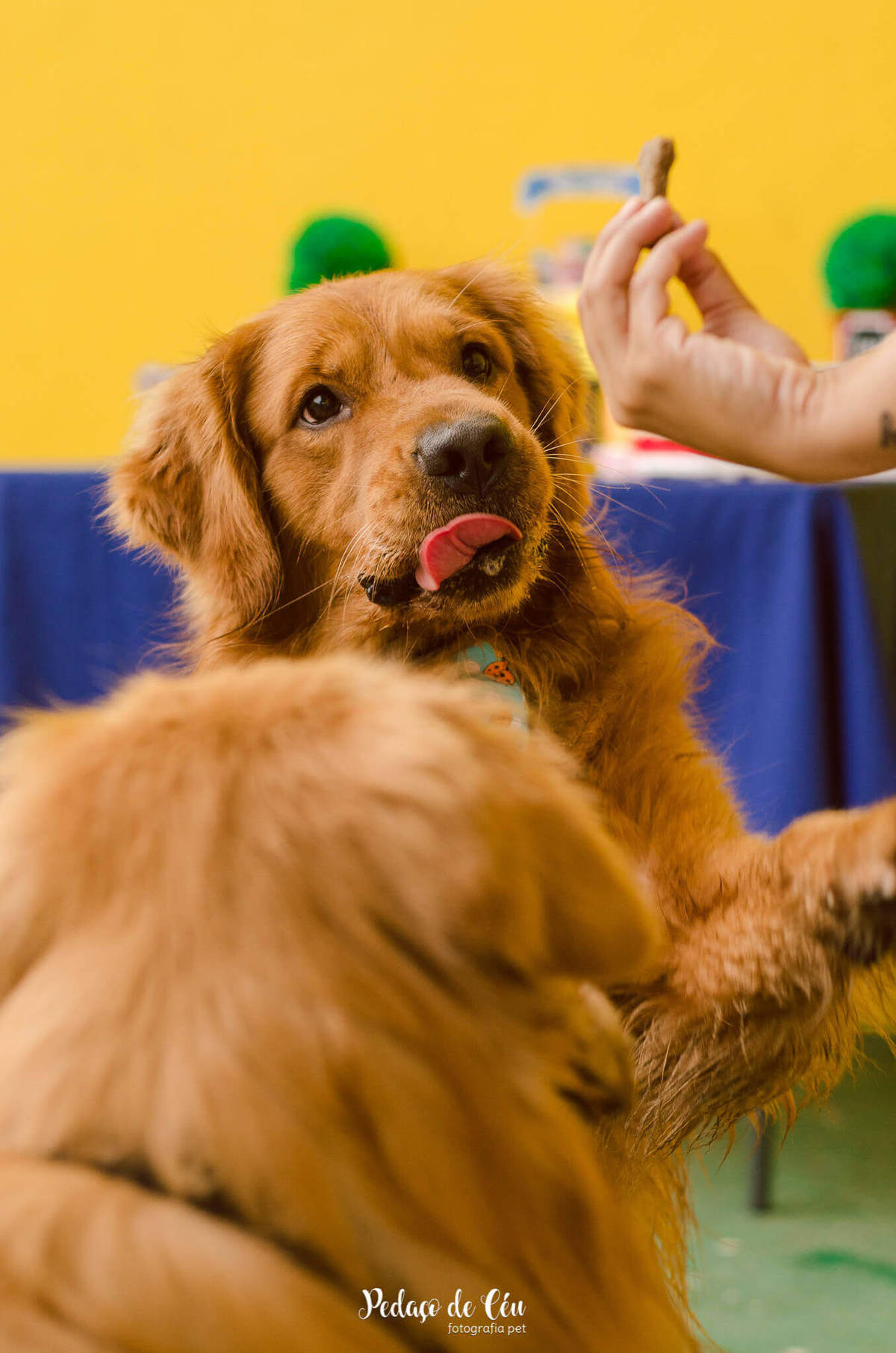 festa pet aniversário