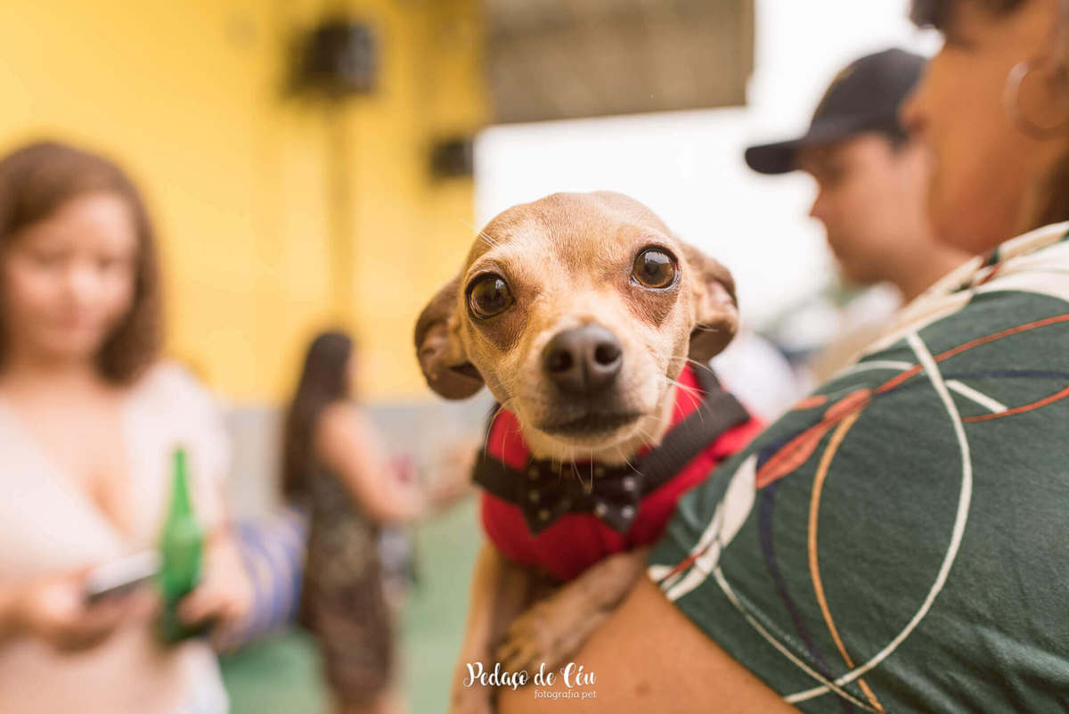 festa pet aniversário