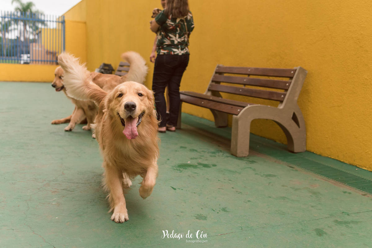 festa pet aniversário