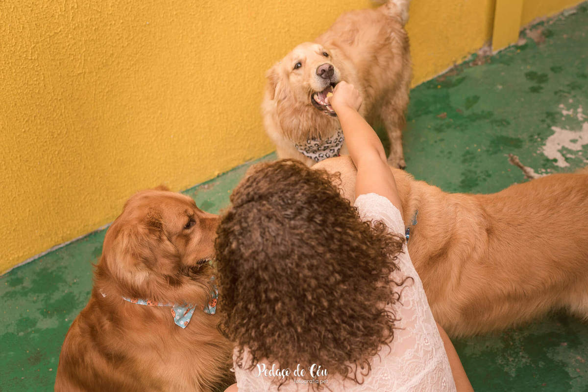 festa pet aniversário