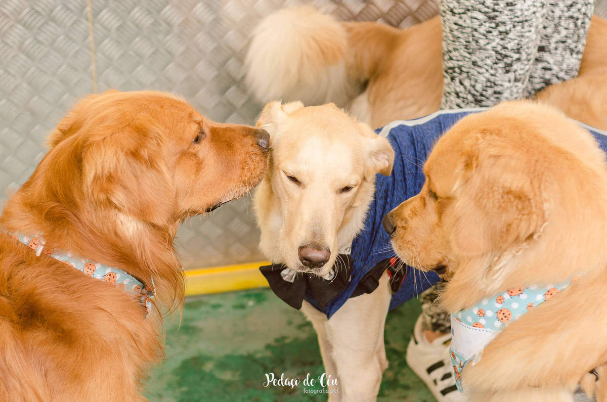 festa pet aniversário