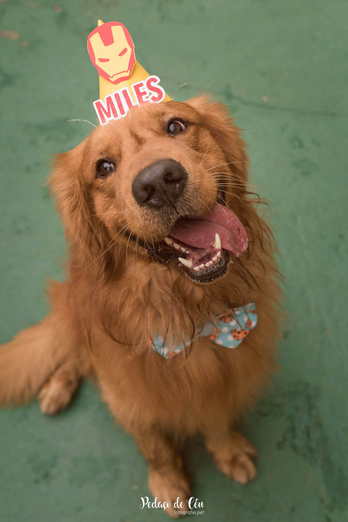 festa pet aniversário