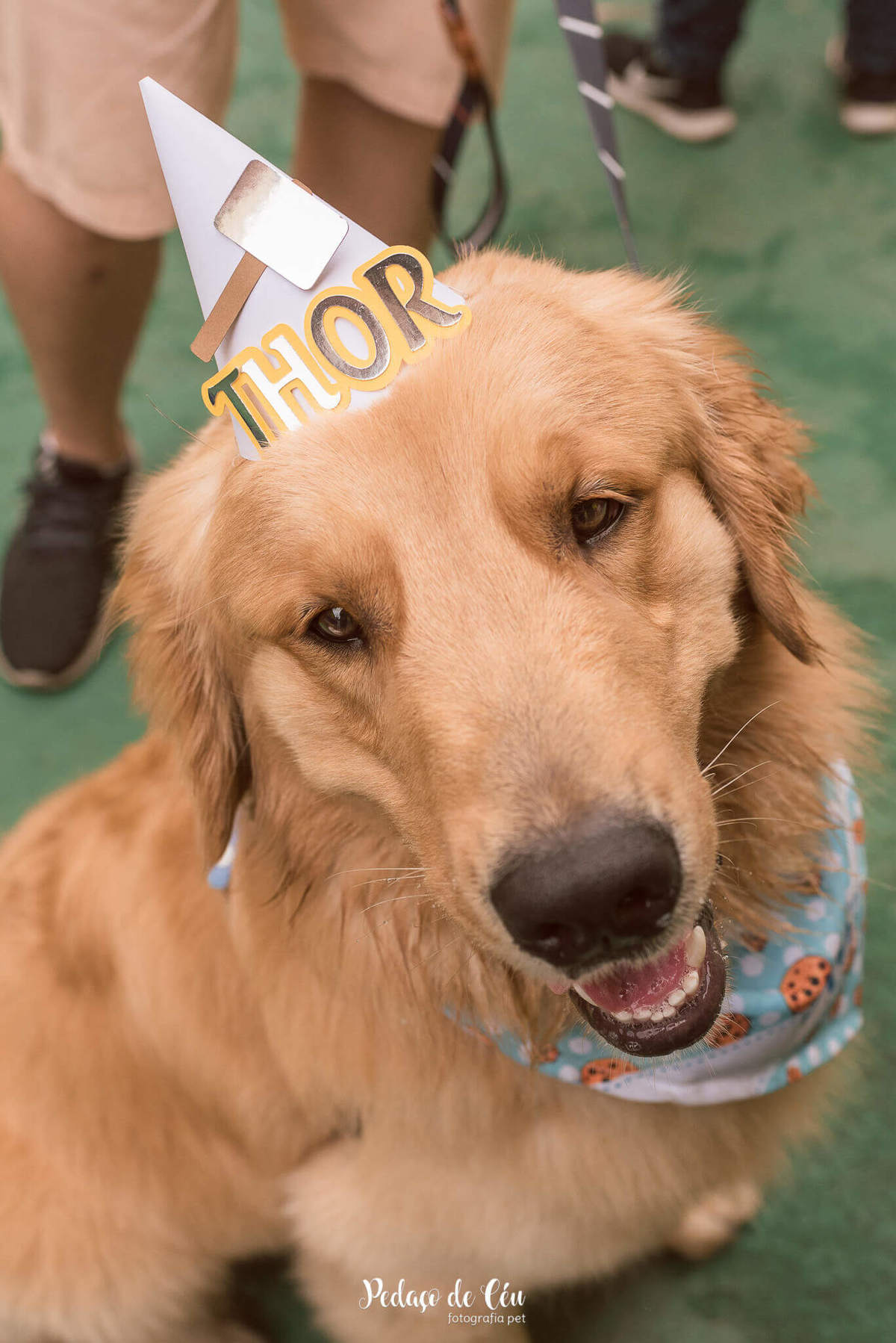 festa pet aniversário