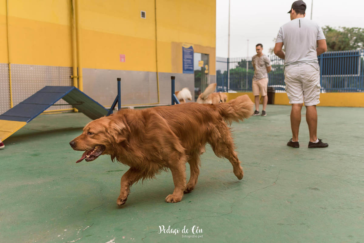 festa pet aniversário
