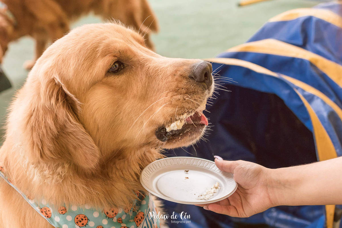 festa pet aniversário