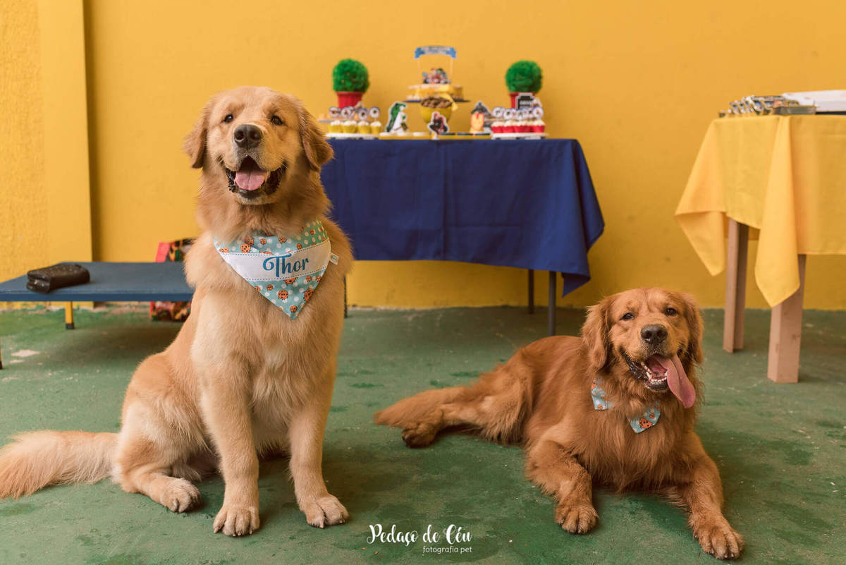 festa pet aniversário