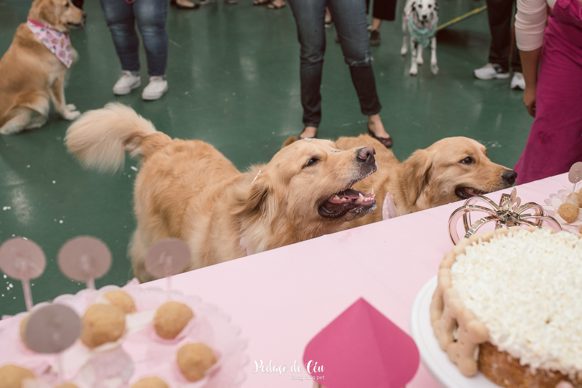 Aniversário pet