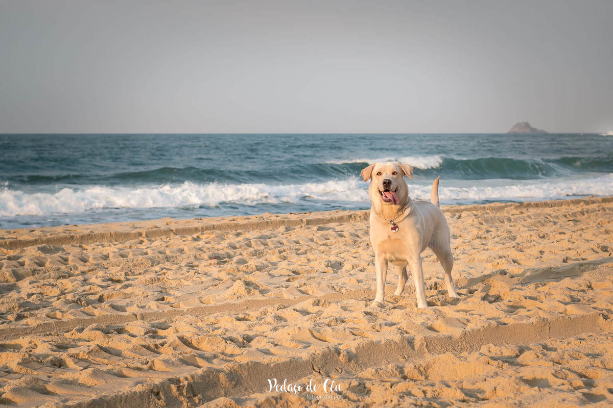 ensaio pet na praia