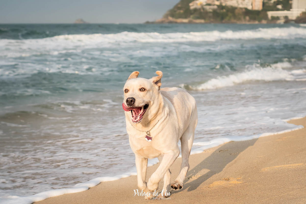 ensaio pet na praia