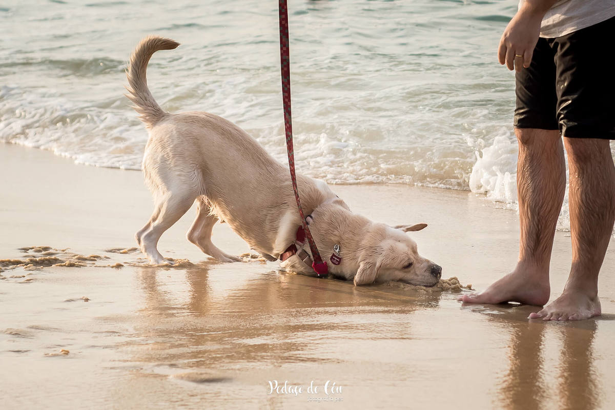 ensaio pet na praia