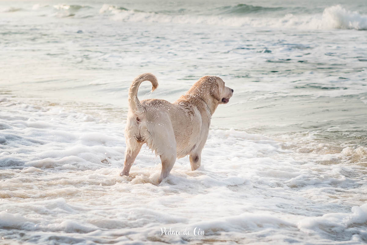 ensaio pet na praia