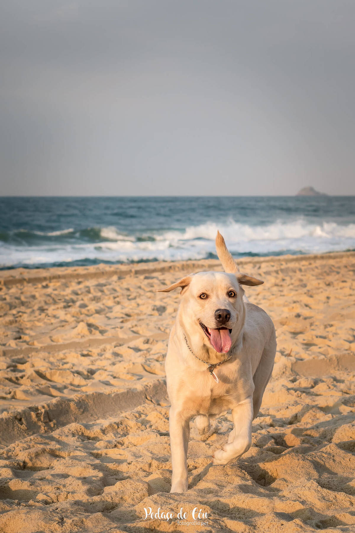 ensaio pet na praia
