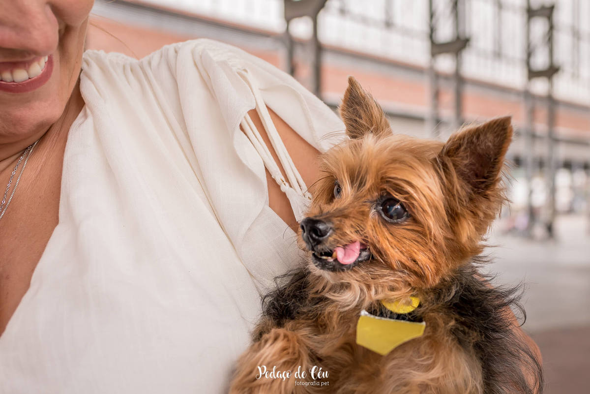 ensaio fotográfico pet