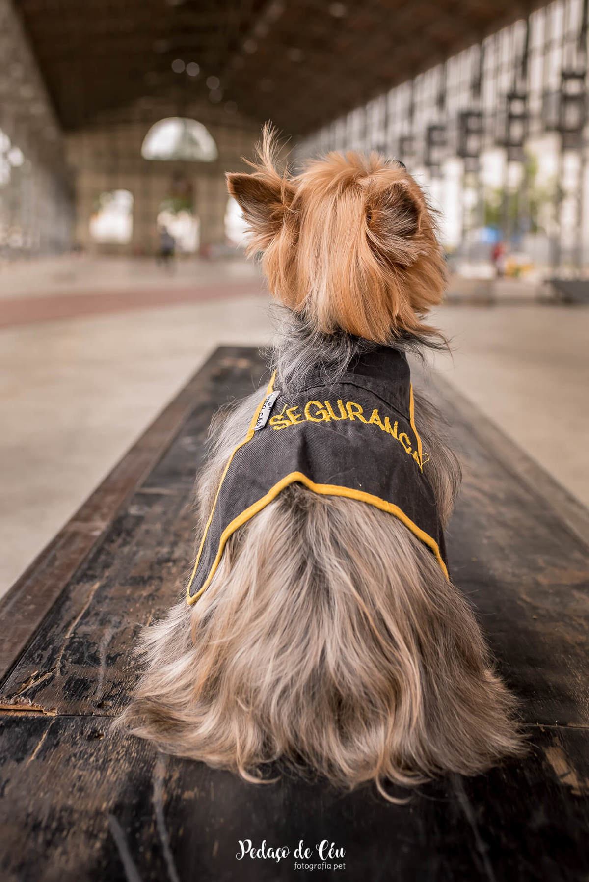 ensaio fotográfico pet