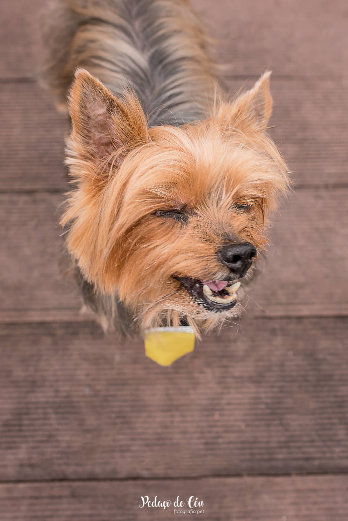 ensaio fotográfico pet