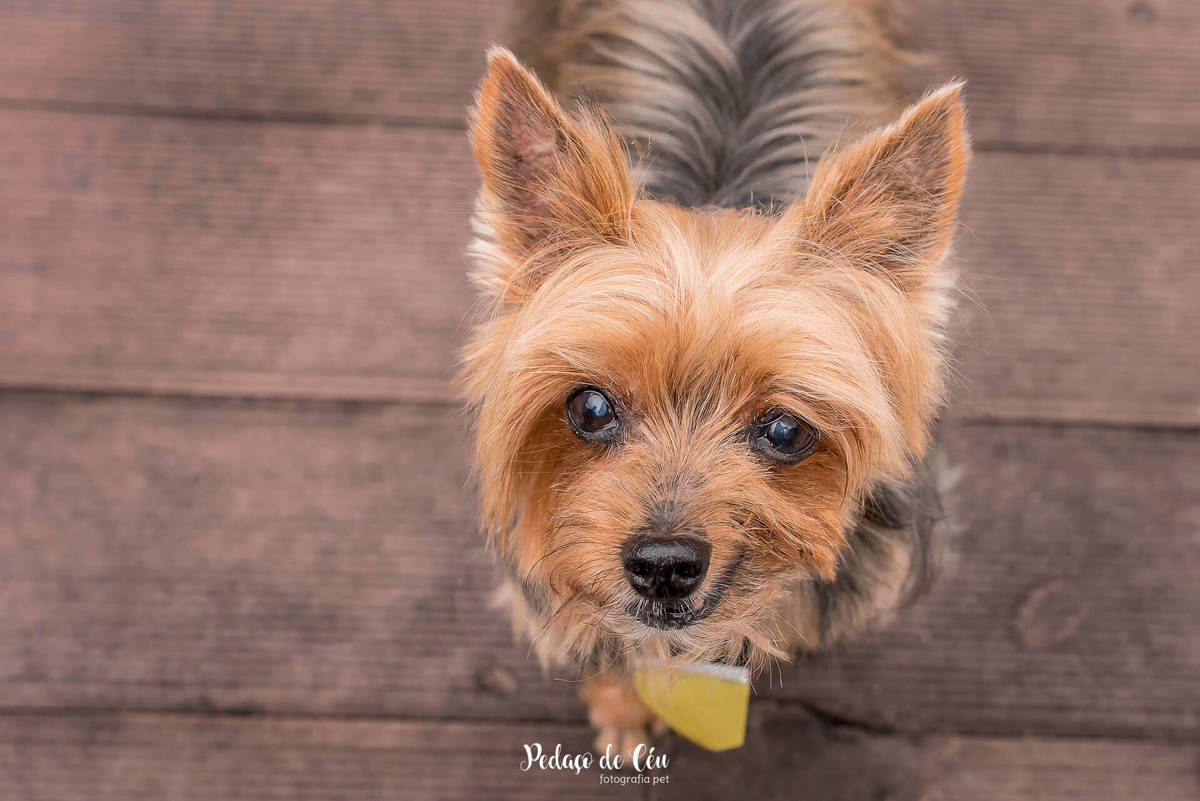 ensaio fotográfico pet
