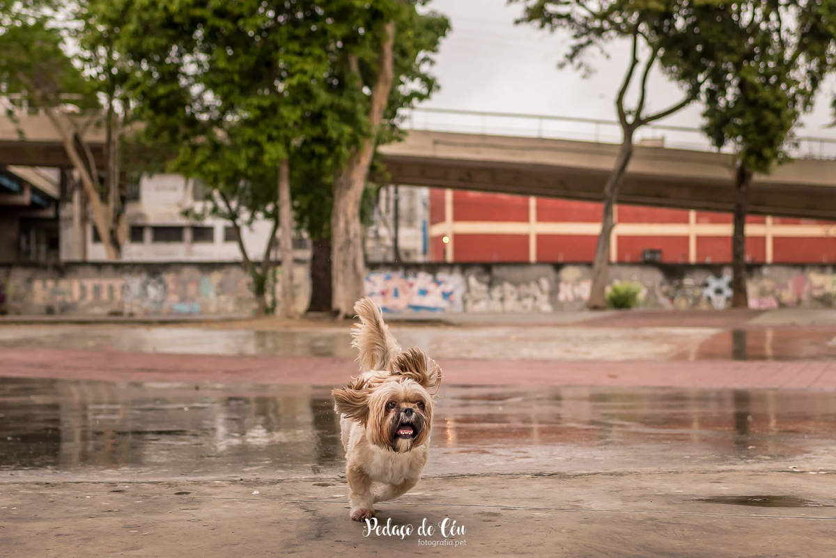 ensaio fotográfico pet