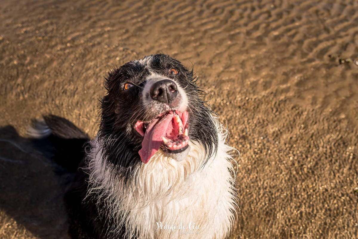 ensaio fotográfico pet border collie