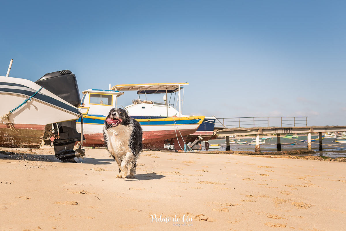 ensaio fotográfico pet