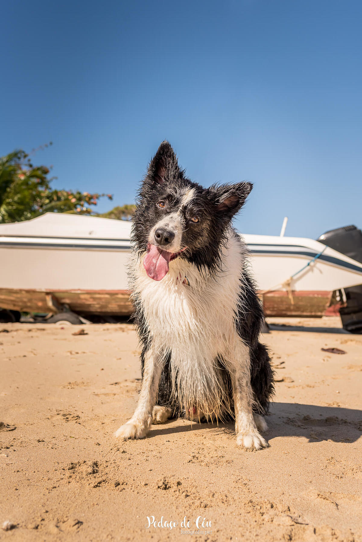 ensaio fotográfico pet border collie