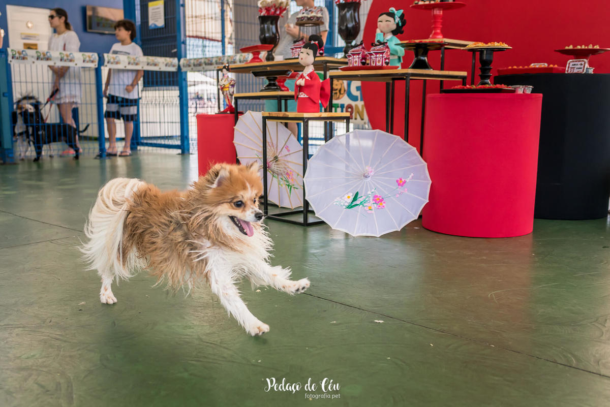 festa de aniversário pet