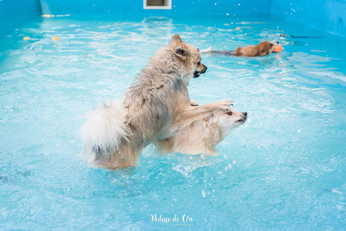 festa de aniversário pet piscina
