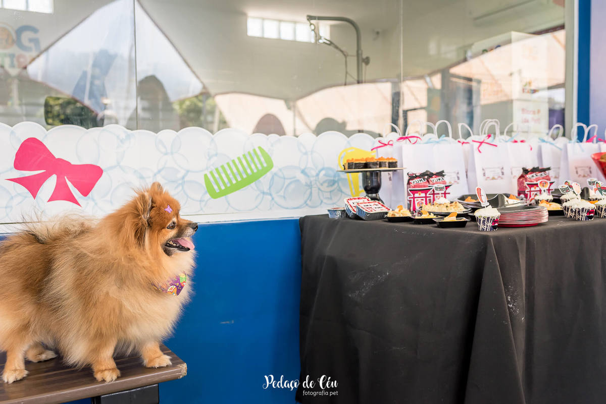 buffet festa pet