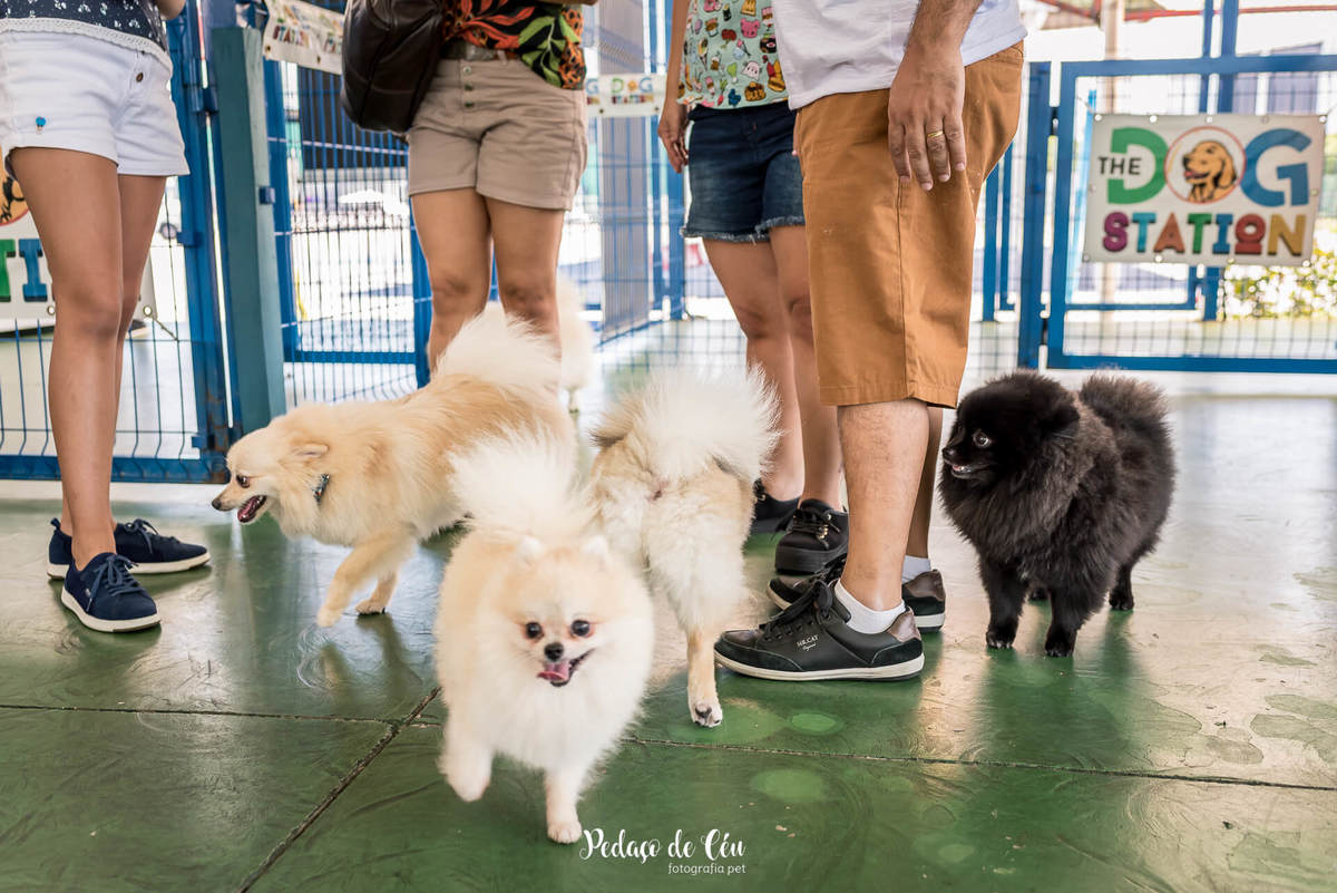 festa de aniversário pet