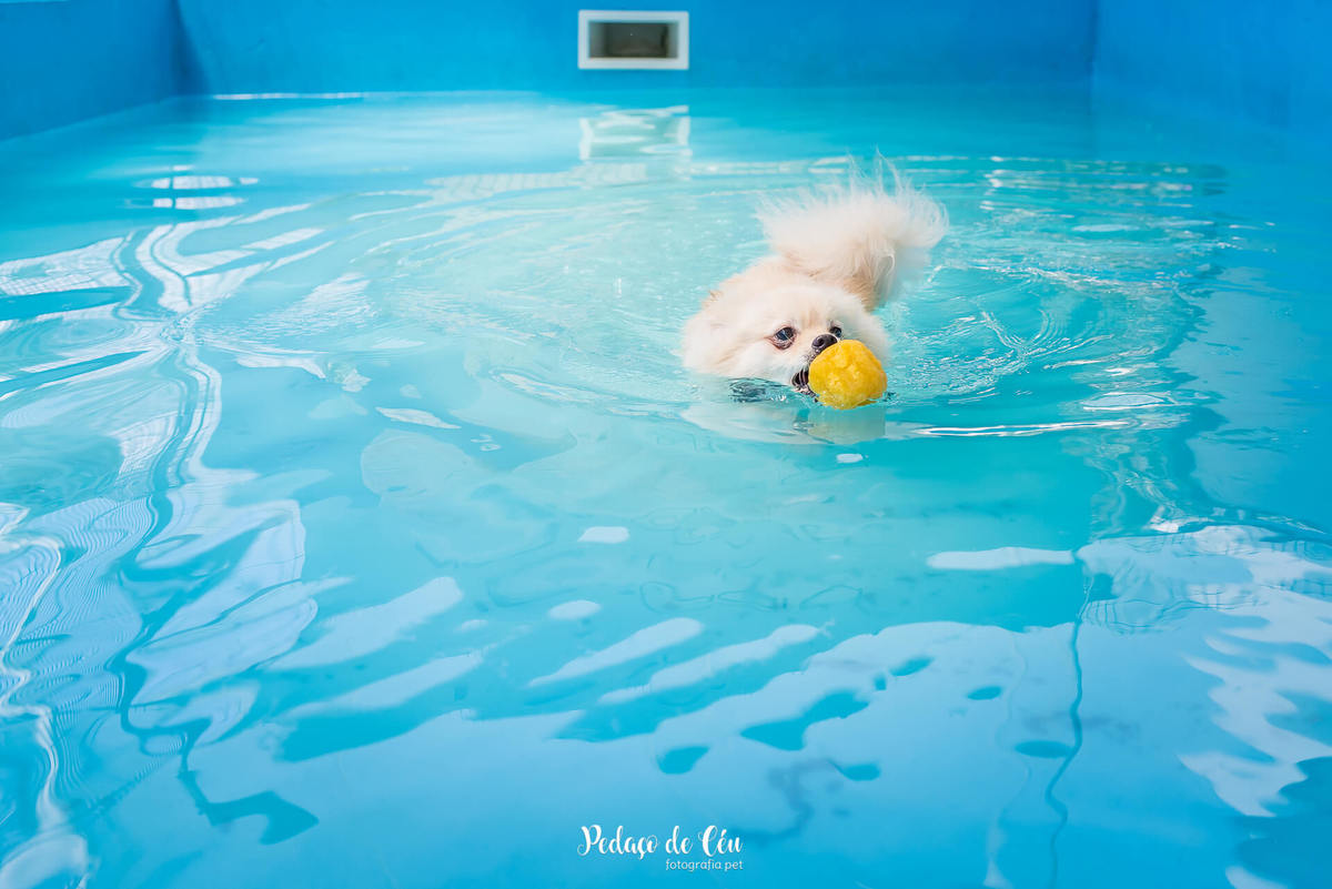 festa de aniversário pet piscina