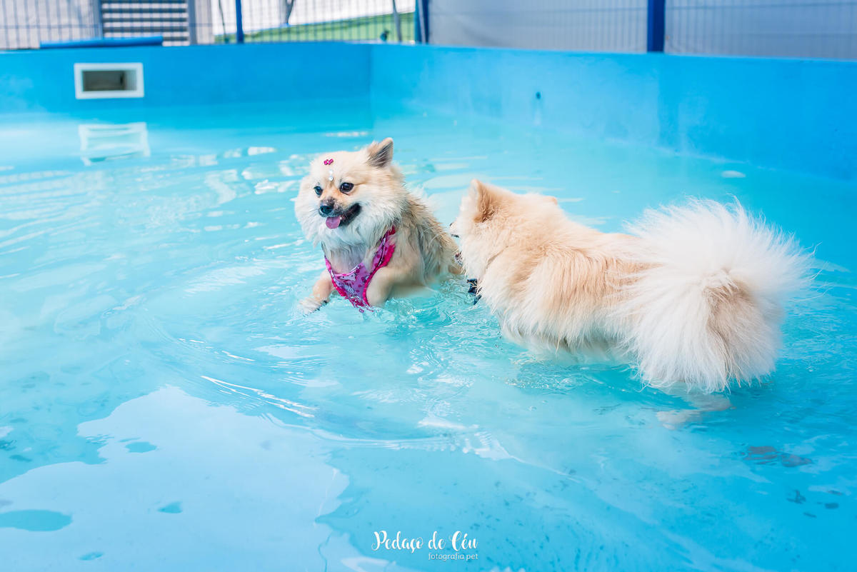 festa de aniversário pet piscina