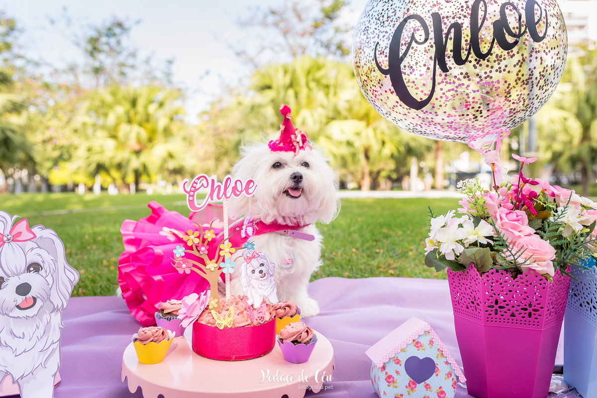 smash the cake maltês