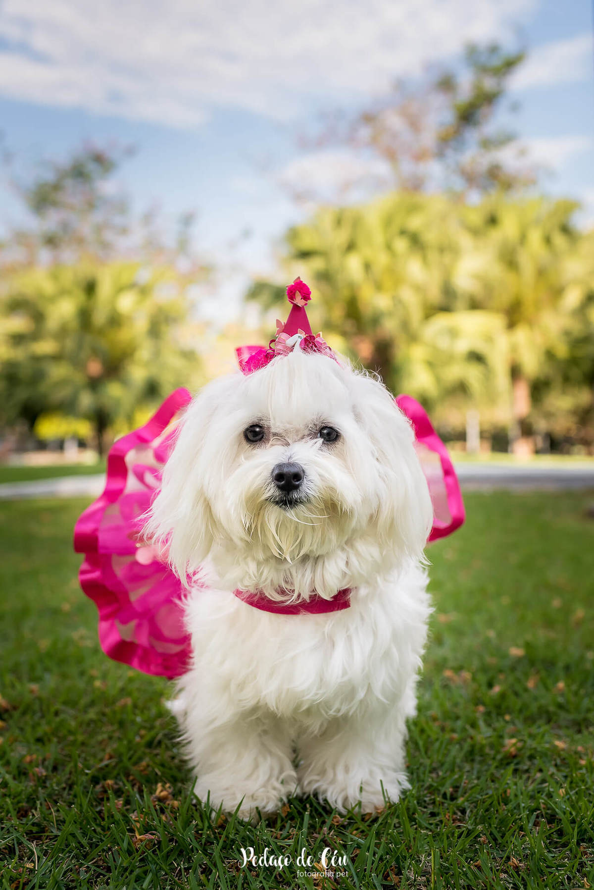 Ensaio fotográfico maltês