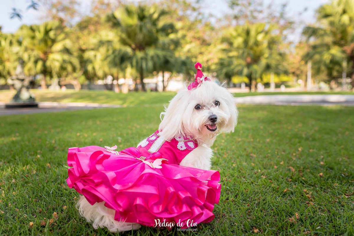 ensaio fotográfico pet