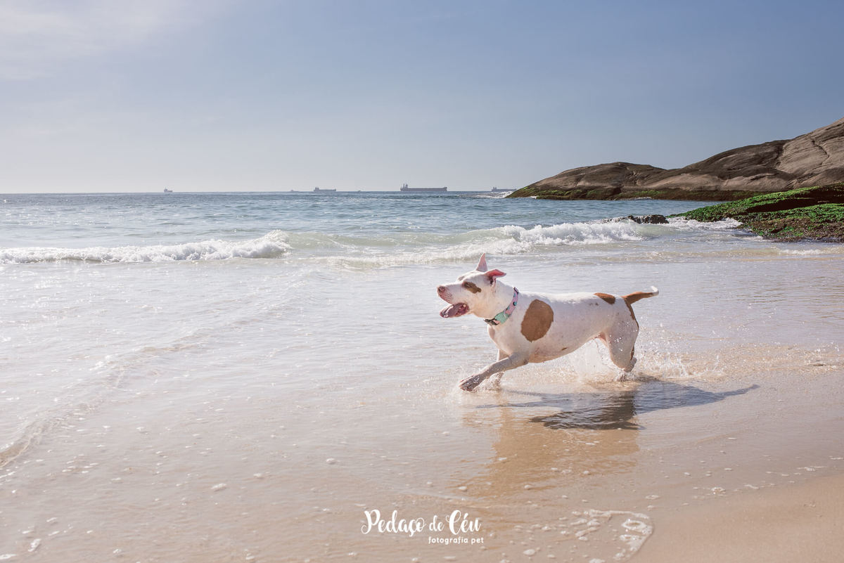 Ensaio pet com Pitbul Praia