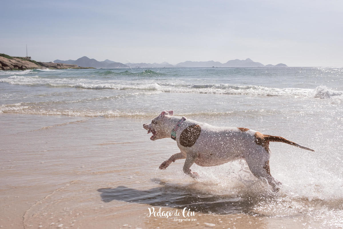 Ensaio pet na praia