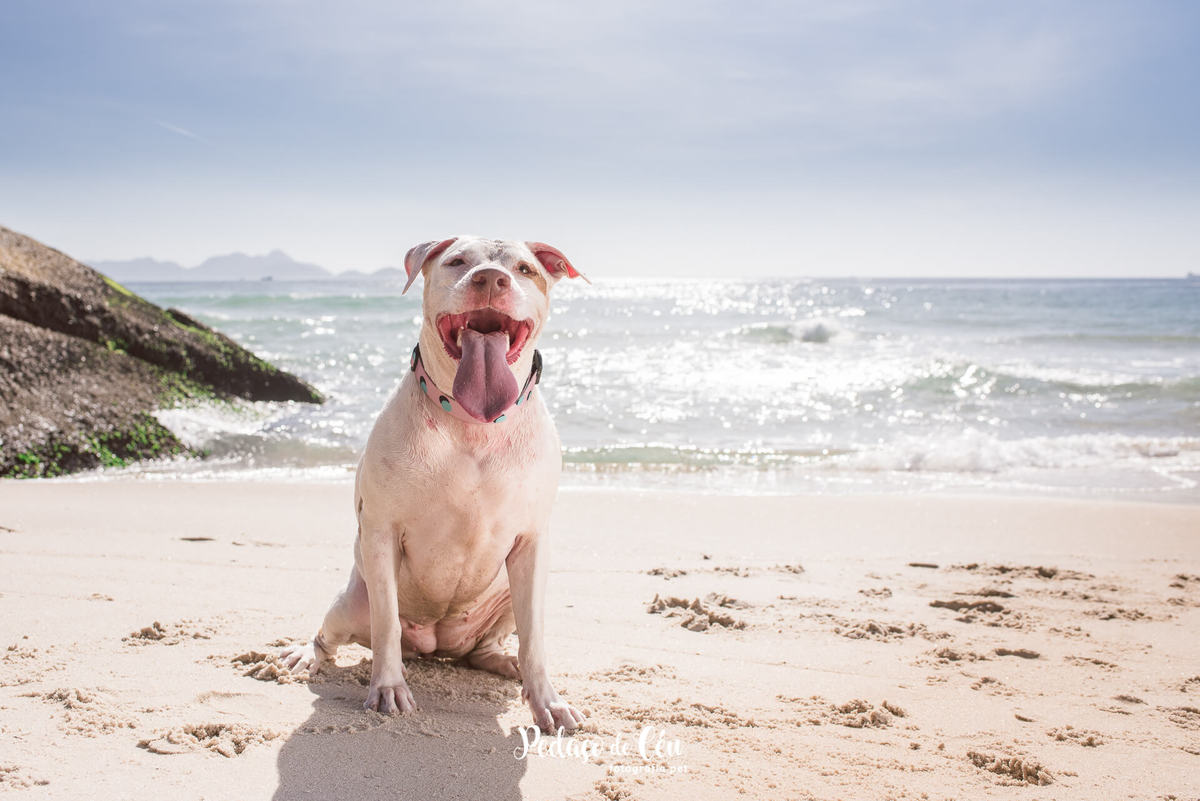 Ensaio pet com Pitbul Rio de Janeiro