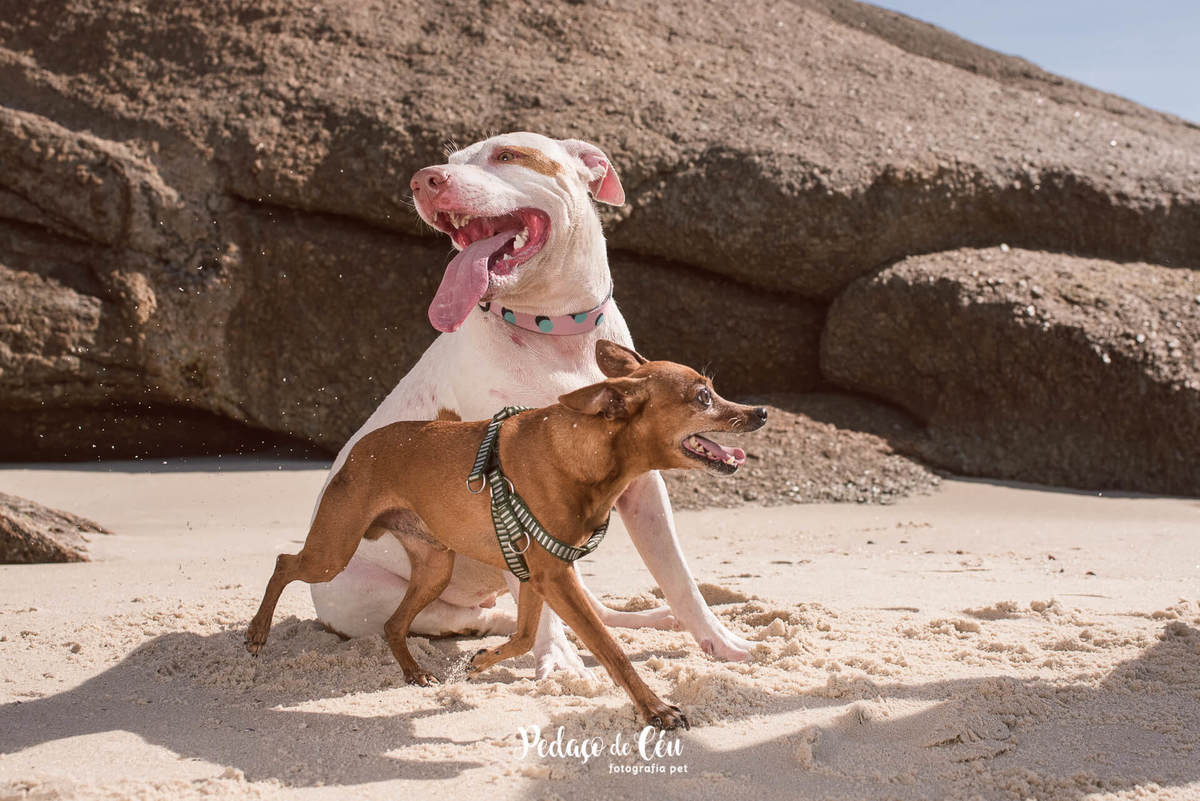 Ensaio pet na praia