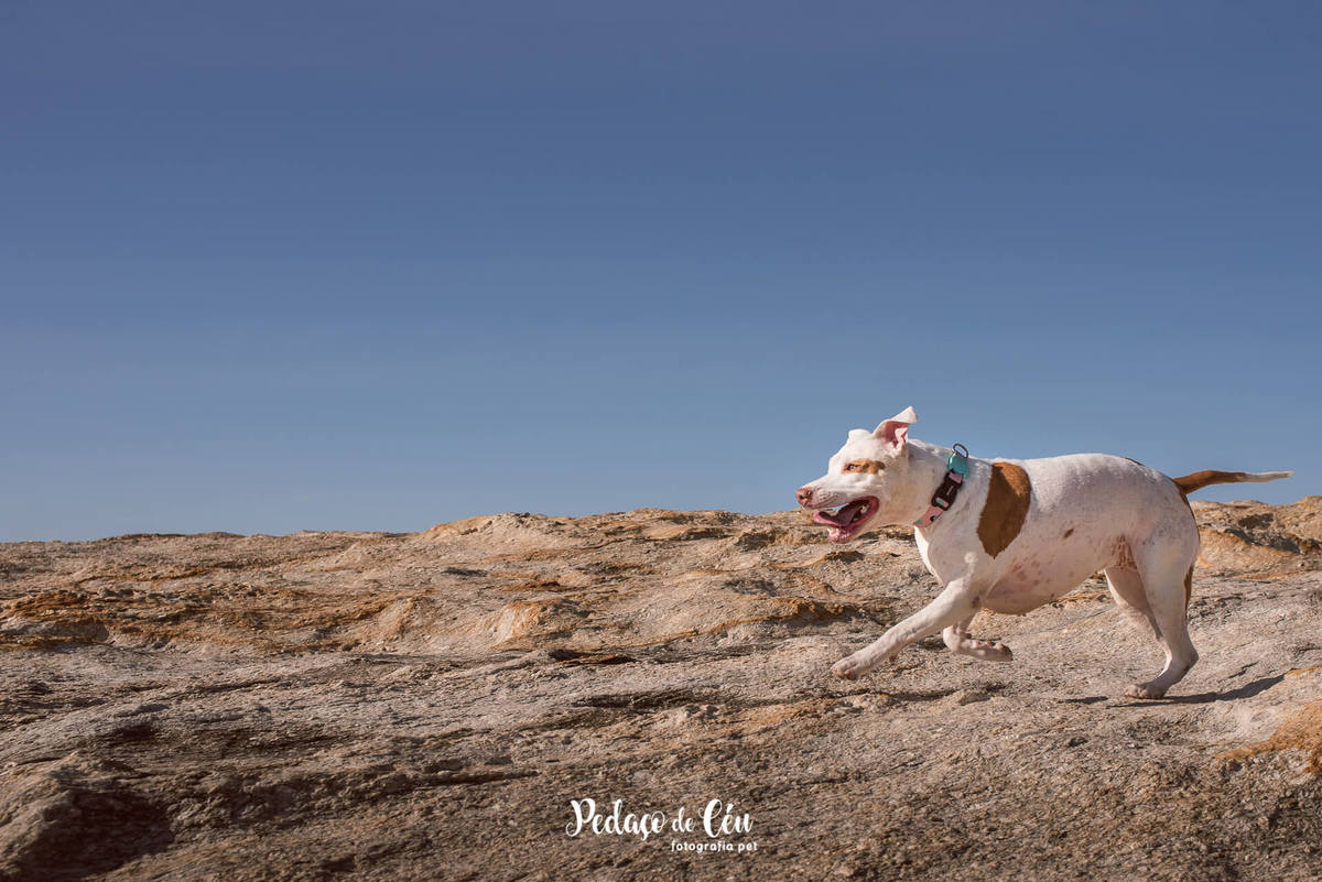 Ensaio pet com Pitbul Arpoador